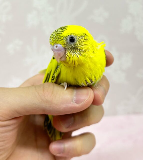 明るいお色✨セキセイインコ(イエローハルク)2024年4月生まれ