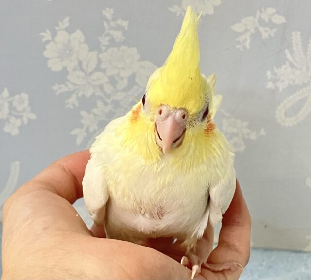 オカメインコ