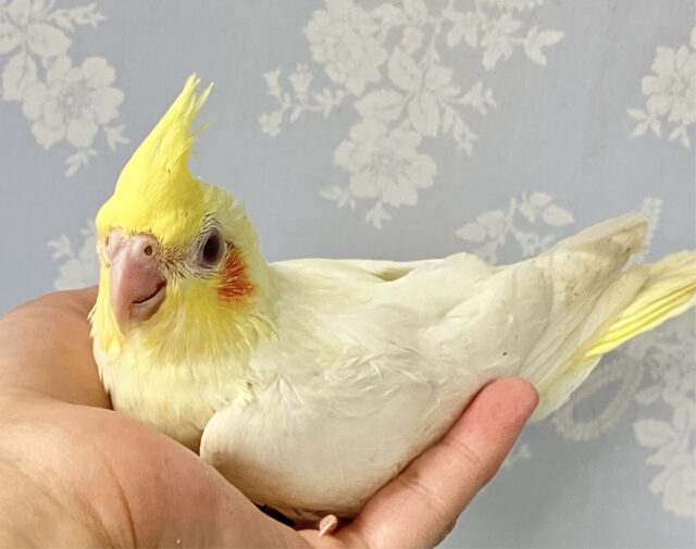 オカメインコ