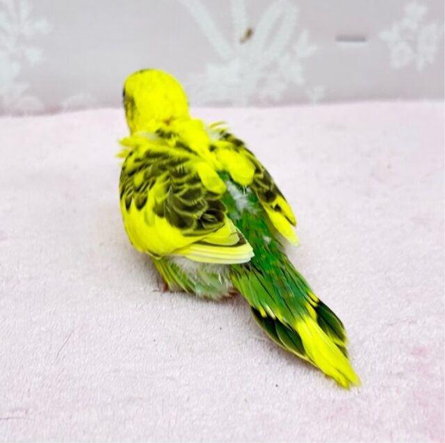 セキセイインコ