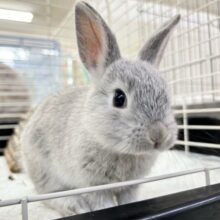 可愛すぎ❣️ネザーランドドワーフ(グレー系) 女の子 2024年4月生まれ