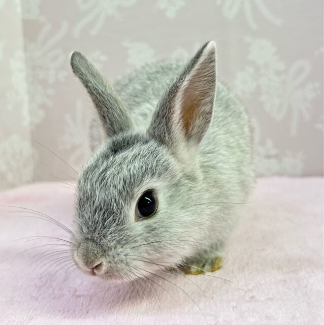 ネザーランドドワーフ