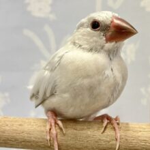 ✨️最新画像✨️フワッフワ〜💭溢れる好奇心💗シルバー文鳥(2024年3月生まれ)