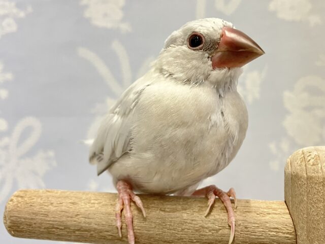 ✨️最新画像✨️フワッフワ〜💭溢れる好奇心💗シルバー文鳥(2024年3月生まれ)