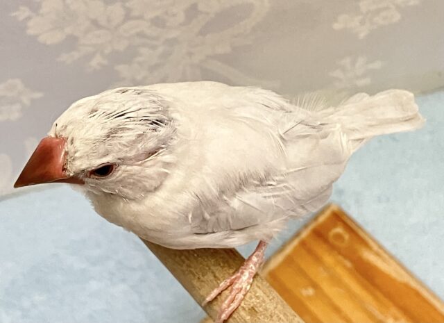 ✨️最新画像✨️フワッフワ〜💭溢れる好奇心💗シルバー文鳥(2024年3月生まれ) シルバー文鳥