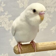 スラッと🤗真っ白ボディ、映えてます🌟*.ﾟセキセイインコ(ダブルファクター2024年3月生まれ)