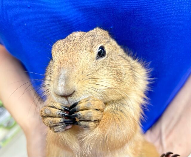 プレーリードッグ