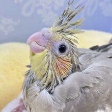 冠羽が華やかでキラキラで〜す🌟✨オカメインコ(シナモン2024年4月生まれ)