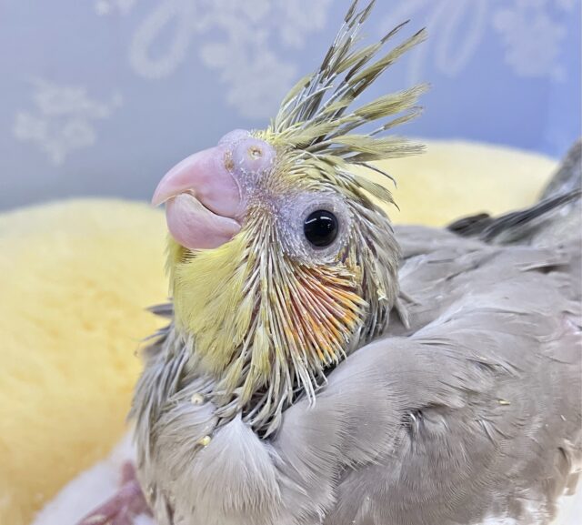 冠羽が華やかでキラキラで〜す🌟✨オカメインコ(シナモン2024年4月生まれ)