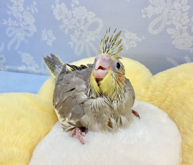 オカメインコ