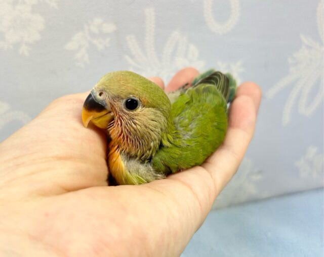 あたたか〜い緑色😌💚王道ノーマルたん👑𓈒𓂂𓏸コザクラインコ(ノーマル2024年4月生まれ) コザクラインコ(小桜インコ)