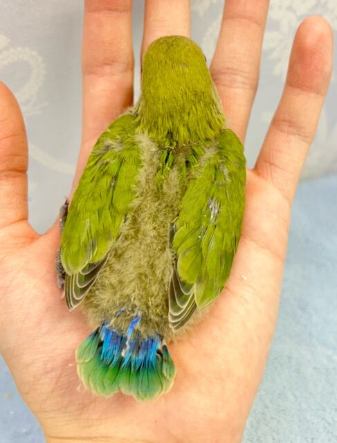 あたたか〜い緑色😌💚王道ノーマルたん👑𓈒𓂂𓏸コザクラインコ(ノーマル2024年4月生まれ) コザクラインコ(小桜インコ)