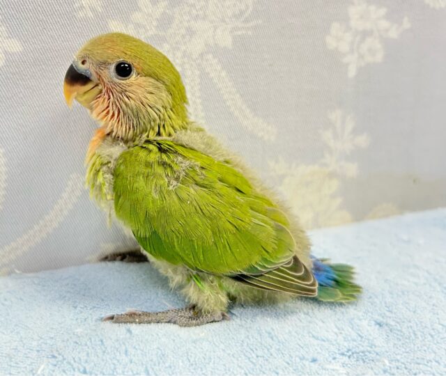 コザクラインコ（小桜インコ）