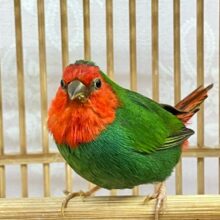 ✨️最新画像✨️レア種❣️鮮やかビューティーさん✨️🪭日の丸鳥 2023年4月生まれ