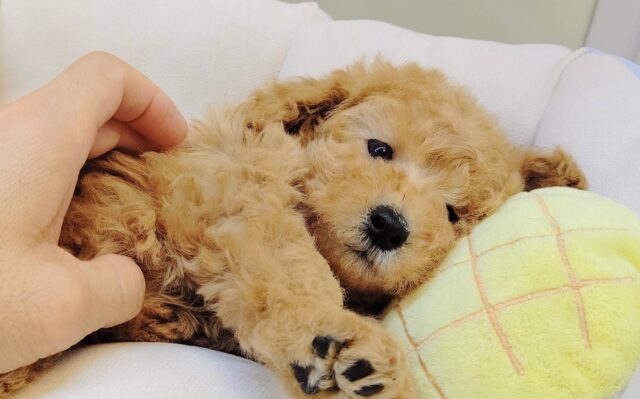 かまってくれないと泣いちゃうぞ‼️くっつき虫のプードルちゃん❤️