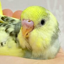 ✨️最新画像✨️バブみを感じる❣️あいすくりぃ〜むカラ〜💛🍨🥄セキセイインコ(クリームハルクイン2024年4月生まれ)