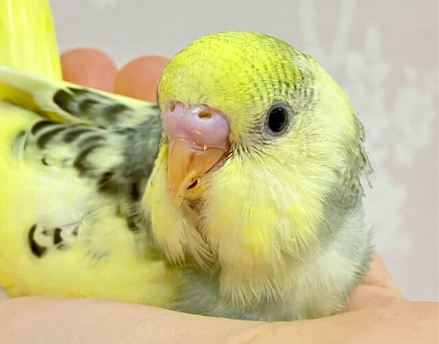 ✨️最新画像✨️バブみを感じる❣️あいすくりぃ〜むカラ〜💛🍨🥄セキセイインコ(クリームハルクイン2024年4月生まれ)