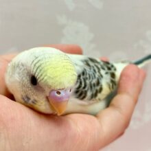✨️最新画像✨️色素薄い系のカラフルオシャレさん⁉️🤭🌈✨セキセイインコ(4色ハルクイン2024年4月生まれ)