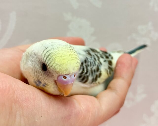 ✨️最新画像✨️色素薄い系のカラフルオシャレさん⁉️🤭🌈✨セキセイインコ(4色ハルクイン2024年4月生まれ)