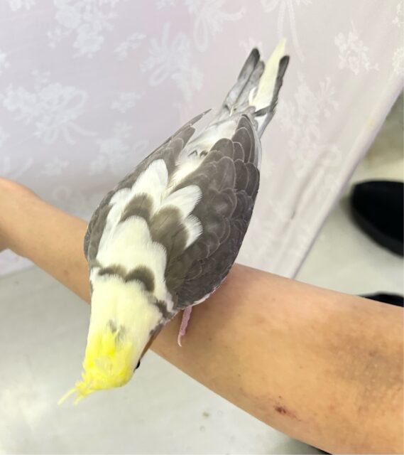 オカメインコ