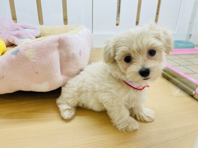 愛の突撃は止まらないよっ！！ミックス犬ちゃん(マルチーズ×トイプードル)