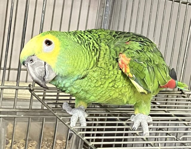 アオボウシインコ