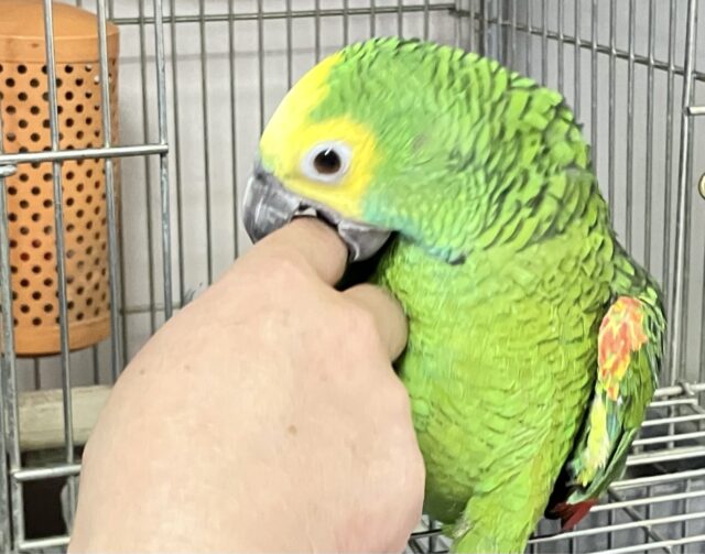 アオボウシインコ