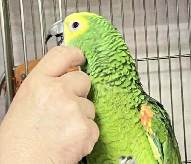 アオボウシインコ