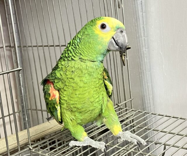 アオボウシインコ