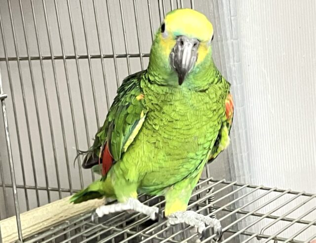 アオボウシインコ