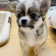 むてぃむてぃボディーがチャームポイント♥チワワちゃん！