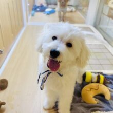 近付くと高速尻尾振り開始！？ミックス犬くん(マルチーズ×トイプードル)