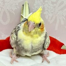 ✨️最新画像✨️くりっくりおめめで見つめちゃうんだからっ💕オカメインコ  (パールパイド )2024年4月生まれ