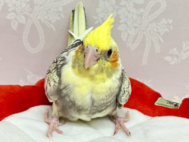 ✨️最新画像✨️くりっくりおめめで見つめちゃうんだからっ💕オカメインコ (パールパイド )2024年4月生まれ