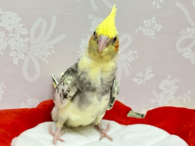 オカメインコ