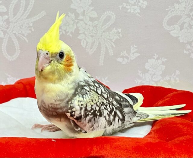 オカメインコ