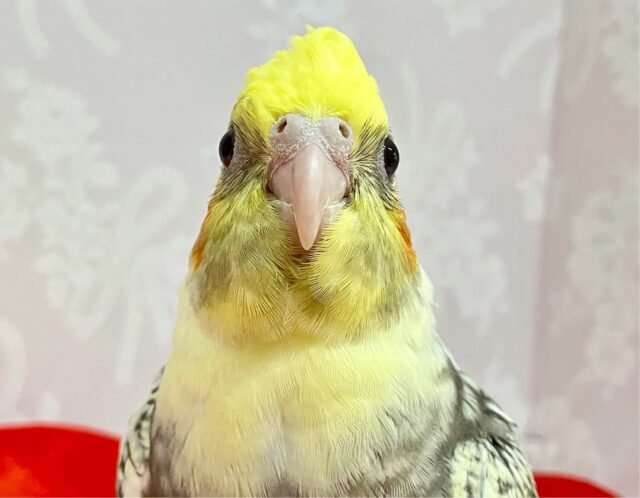 オカメインコ