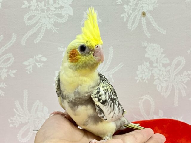 オカメインコ