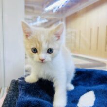 人見知りだけど、甘えたいにゃん❤️