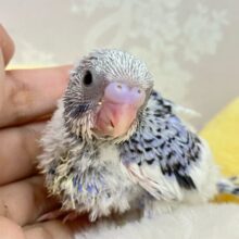 ぶる〜べりぃヨ〜グルト💕なドレス模様🤭🫐🥣セキセイインコ(パイド2024年4月生まれ)