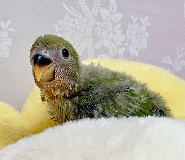 あたたか〜い緑色😌💚王道ノーマルたん👑𓈒𓂂𓏸コザクラインコ(ノーマル2024年4月生まれ) コザクラインコ(小桜インコ)