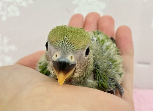 あたたか〜い緑色😌💚王道ノーマルたん👑𓈒𓂂𓏸コザクラインコ(ノーマル2024年4月生まれ) コザクラインコ(小桜インコ)