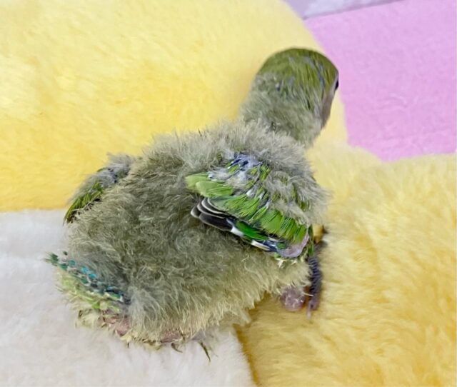 あたたか〜い緑色😌💚王道ノーマルたん👑𓈒𓂂𓏸コザクラインコ(ノーマル2024年4月生まれ) コザクラインコ(小桜インコ)