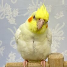 シロシロぽふぽふちゃん💛オカメインコ(ルチノー) 2024年3月生まれ