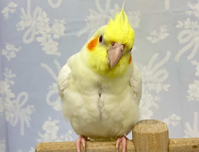 シロシロぽふぽふちゃん💛オカメインコ(ルチノー) 2024年3月生まれ