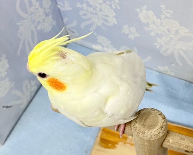 オカメインコ