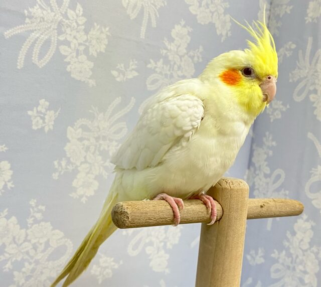 オカメインコ