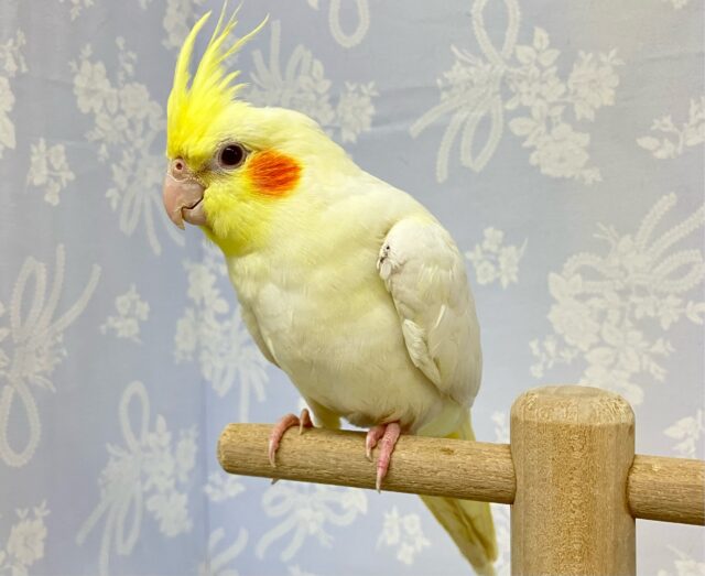 オカメインコ