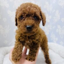 構ってくれなきゃ泣いちゃうぞ😢超甘えん坊なトイプードルくん‼️