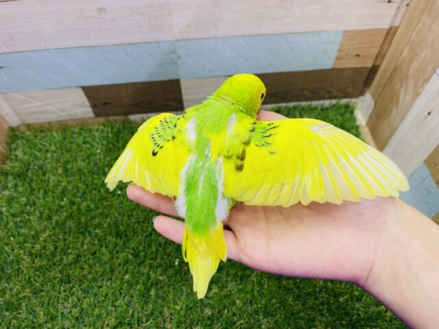 セキセイインコ